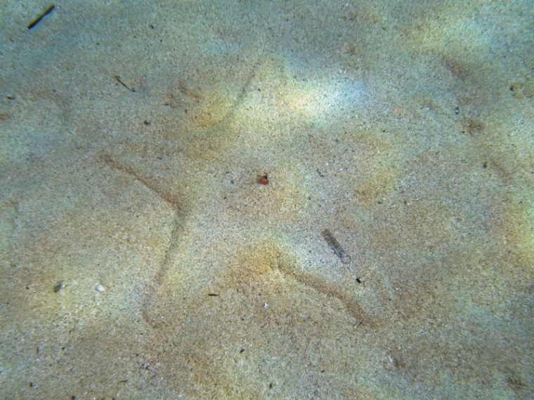 Astropecten aranciacus (Linnaeus, 1758)